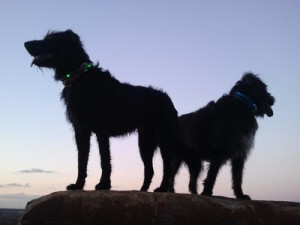 2 Hunde beim Sonnenuntergang