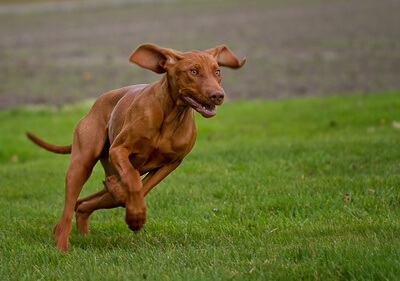 Laufender Hund