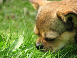 Hund schnuppert am Gras