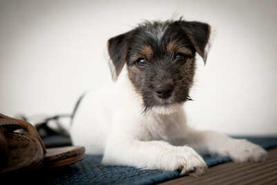 Hundewelpe - Weiß mit braunen Kopf