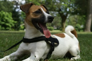 Jack Russel nach Spaziergang