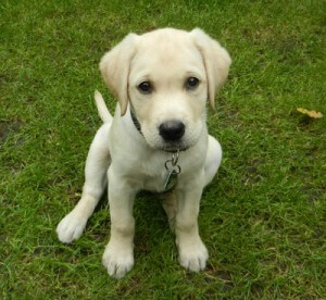 Labrador Welpe Labrador Welpe in Weiß