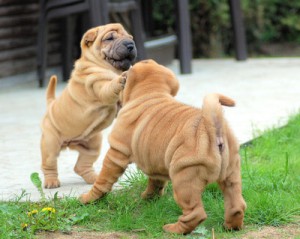 Hundewelpen beim Spielen