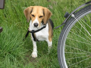 Pause nach Fahrradfahrt mit dem Hund