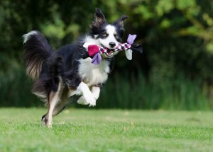 border-collie-672633_640