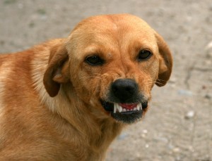 Zahnbürste für Hunde? Zahnbürste für Hunde?