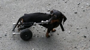 handicap Hund