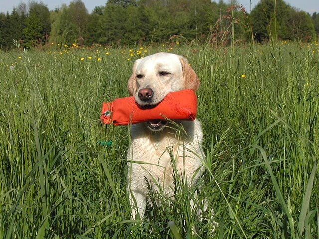 Dummytraining für Hunde